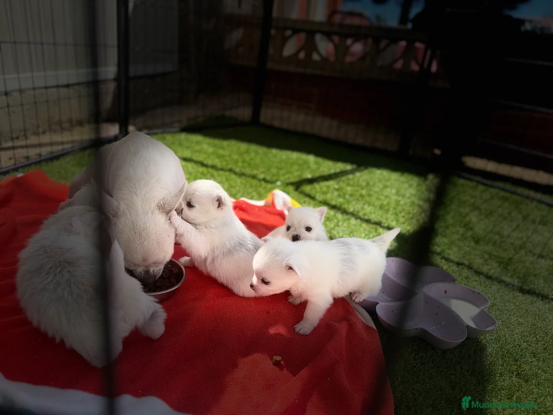 Pomchi perros en venta: Pomchi - Anuncio 2