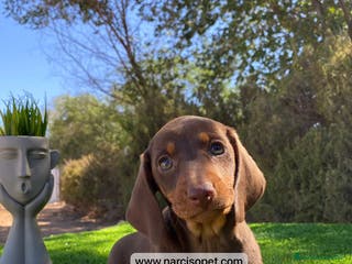 Teckel Miniatura perros CACHORRITO DE TECKEL - Anuncio 16