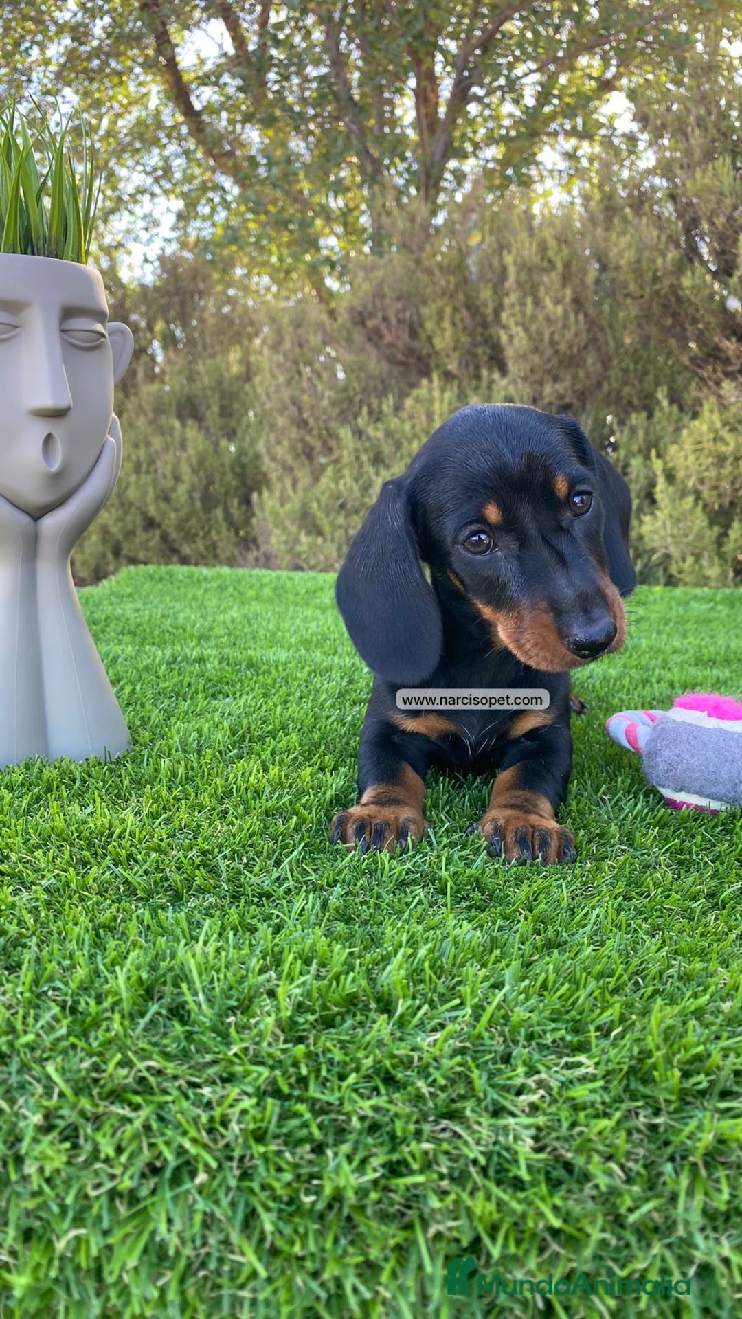 Teckel Miniatura perros en venta: INCREIBLES TECKEL NEGRO FUEGO - Imagen 3
