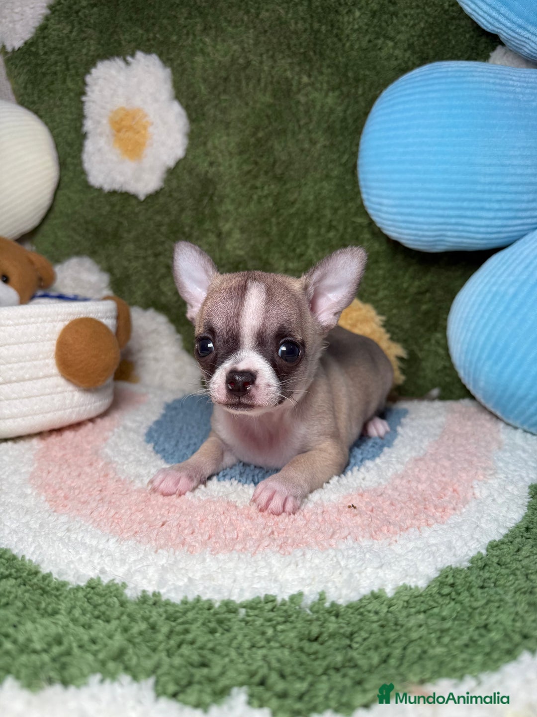 Chihuahua perros en venta: Chihuahua Macho  - Imagen 4