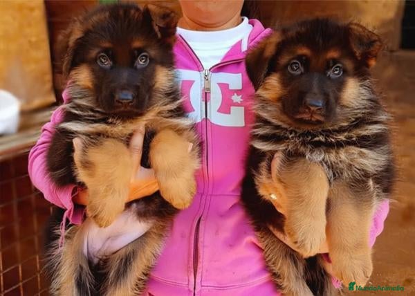 Pastor Alemán perros Cachorros de Pastor Alemán - Anuncio 1