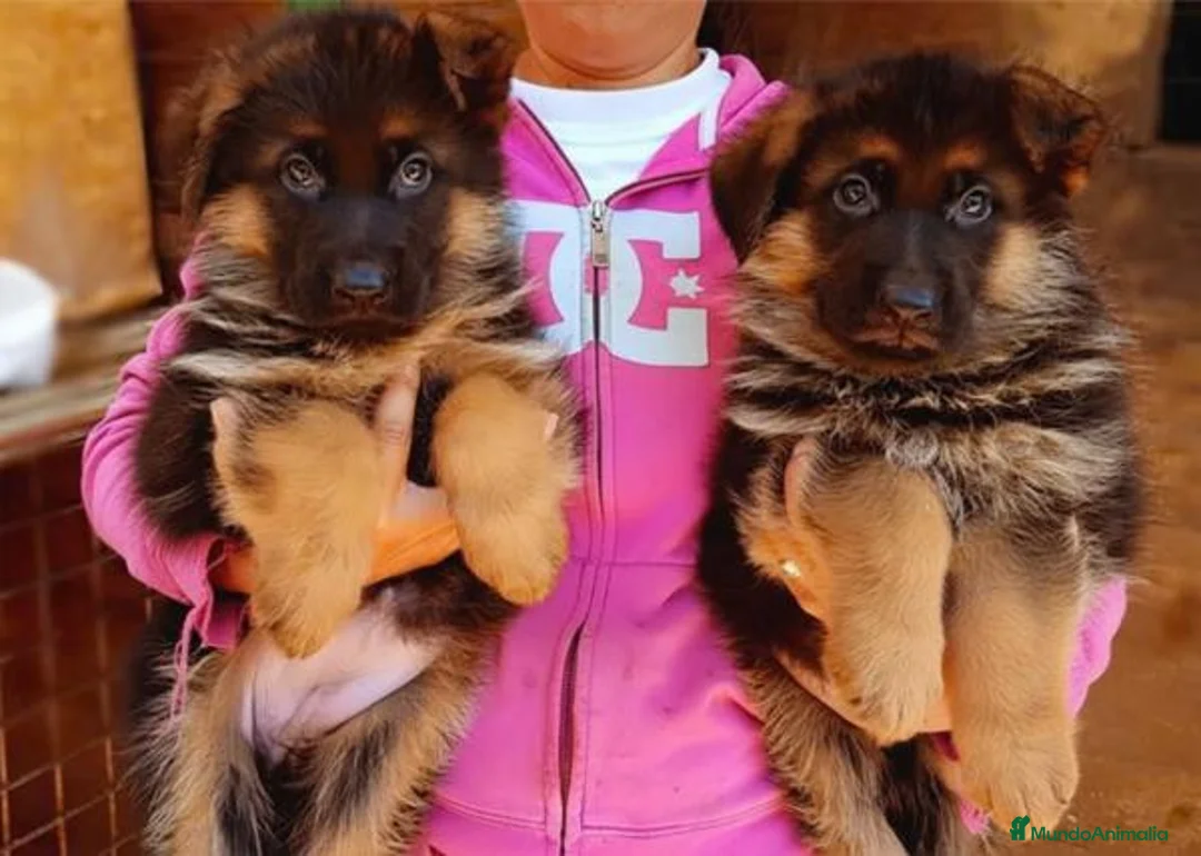 Pastor Alemán perros en venta: Cachorros de Pastor Alemán - Anuncio 1