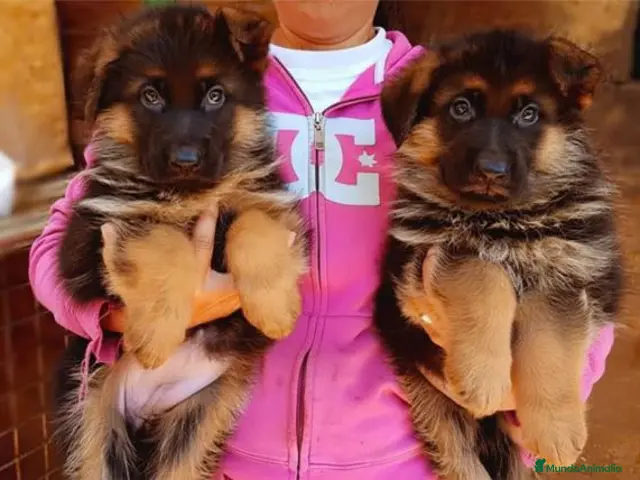 Pastor Alemán perros Cachorros de Pastor Alemán - Anuncio 1