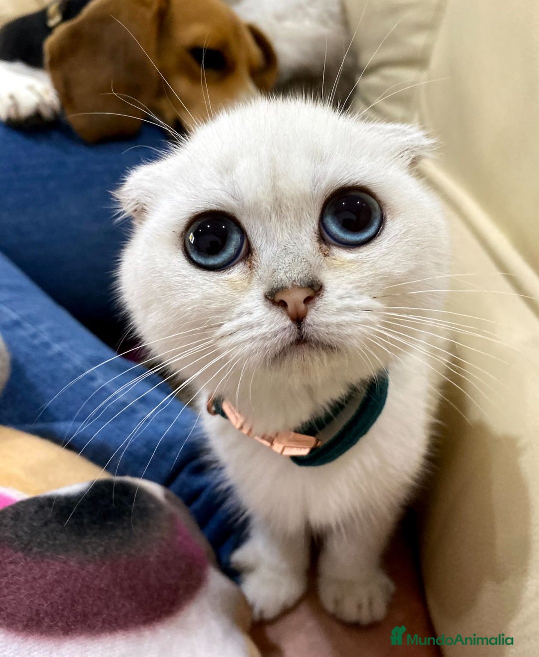 Scottish Fold gatos en venta: Cachorro scottish fold silver - Imagen 2