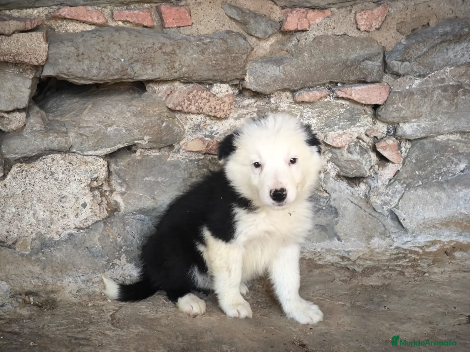 Border Collie perros Cachorros border collie 2 meses - Anuncio 1