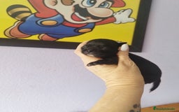 Chihuahua perros en venta: Chihuahua hembra micro toy  - Imagen 1