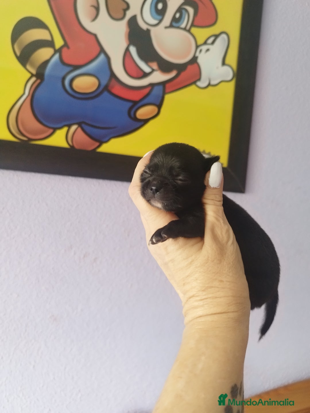 Chihuahua perros en venta: Chihuahua hembra micro toy  - Imagen 1