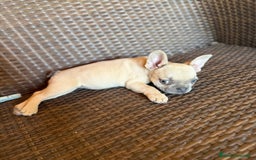 Bulldog Francés perros en venta: Lindos bulldog francés con ojitos de color - Imagen 1