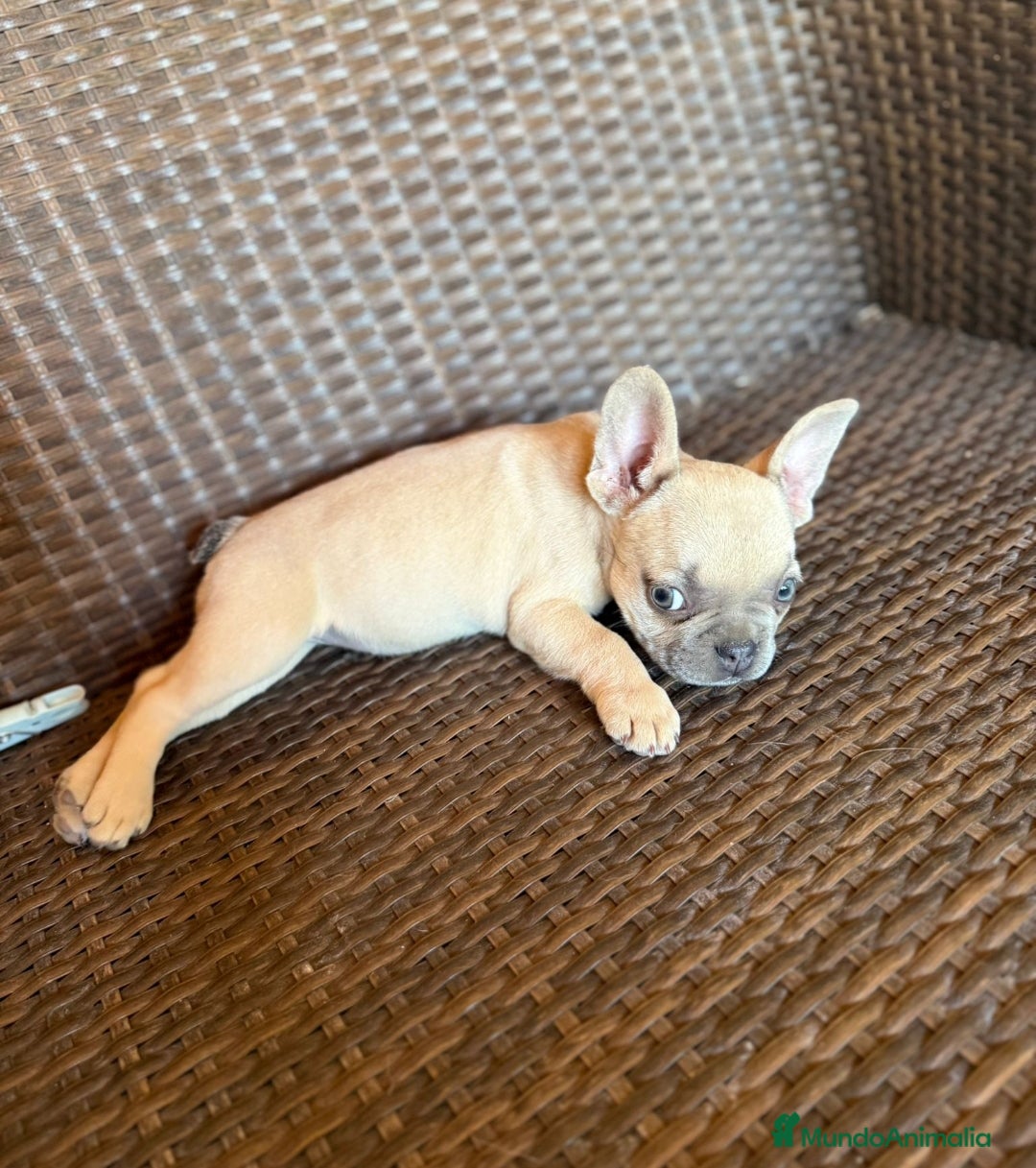 Bulldog Francés perros en venta: Lindos bulldog francés con ojitos de color - Imagen 1