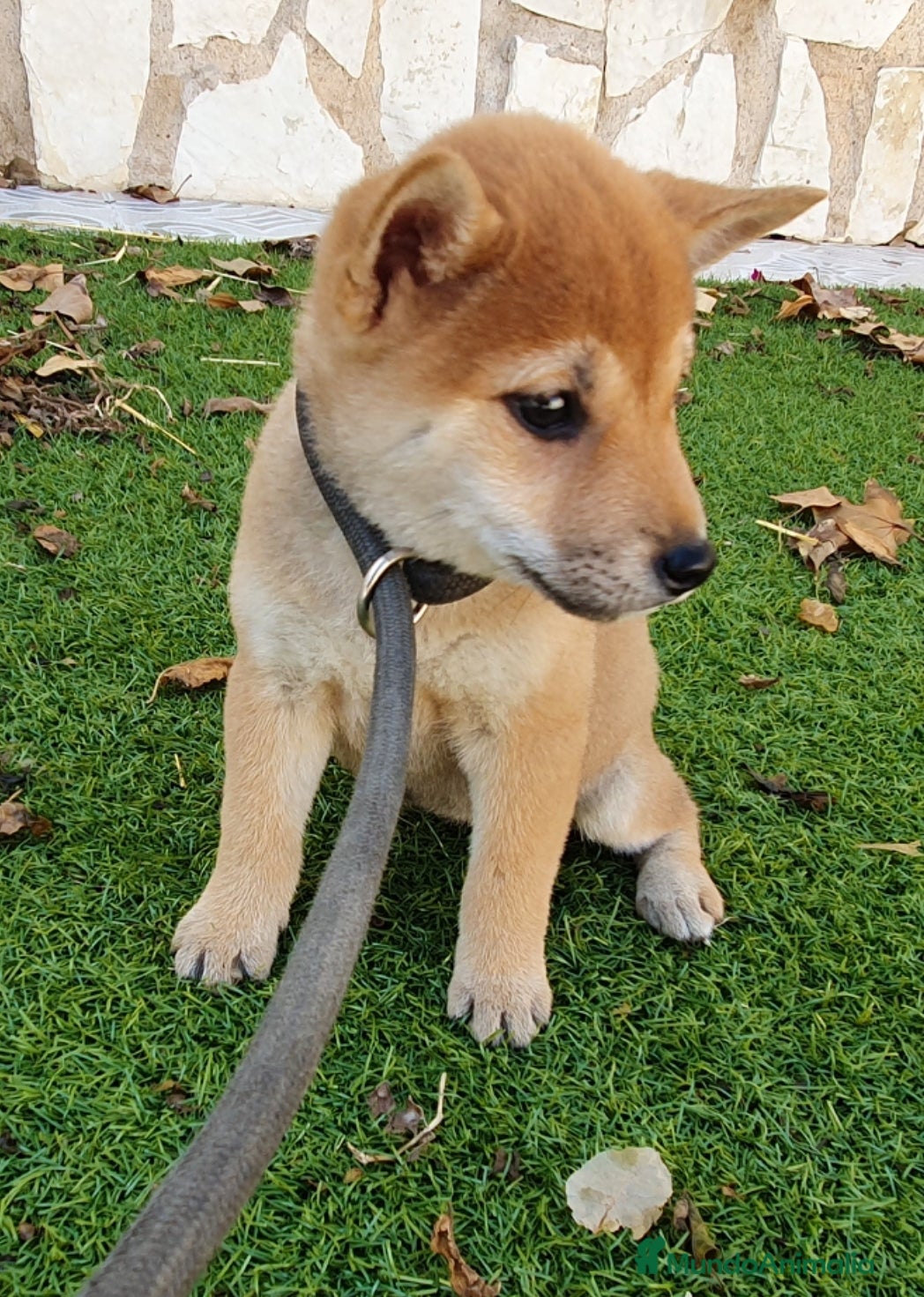 Shiba Inu perros Shiba Inu Calidad Top - Anuncio 1