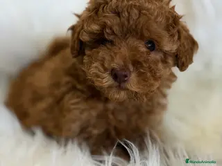Caniche Toy perros Caniche rojo Toy - Anuncio 1