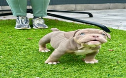 American Bully perros en venta: American bully bebés preciosos - Imagen 11