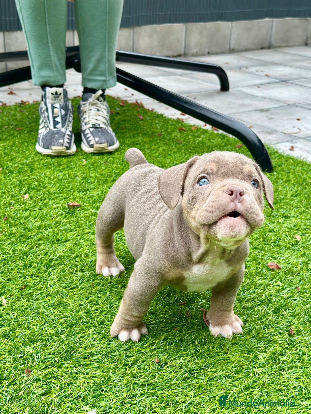 American Bully perros en venta: American bully bebés preciosos - Imagen 11