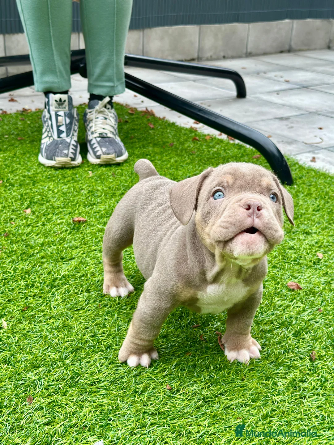 American Bully perros en venta: American bully bebés preciosos - Anuncio 11