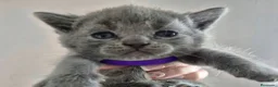 Británico de Pelo Corto Azul gatos en venta: Gatos Brithish shorthair  - Anuncio 8