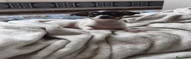 Chihuahua 1