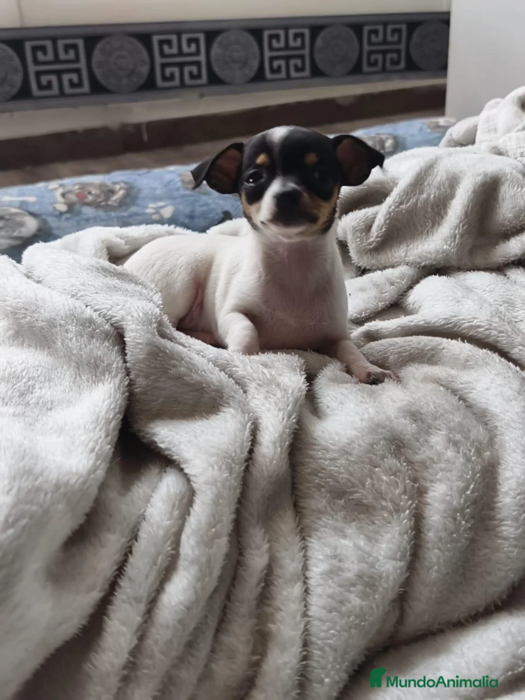 Chihuahua perros en venta: Chihuahua HEMBRA  - Anuncio 2