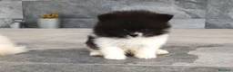 Pomerania perros en venta: Pomerania  - Anuncio 4
