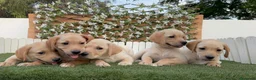 Labrador Retriever perros en venta: LABRADOR RETRIEVER - Anuncio 1