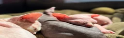 Sphynx gatos en venta: Sphynx blancos y bicolor - Anuncio 17