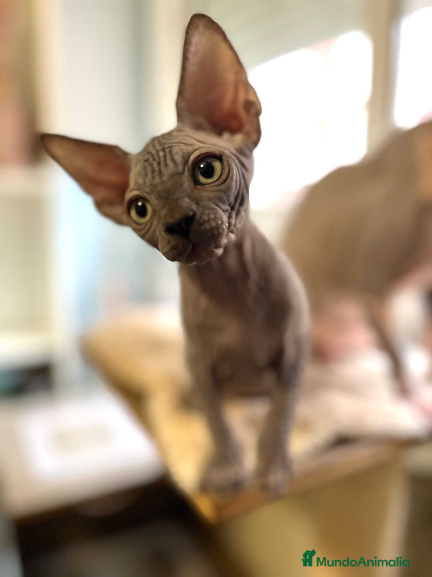 Sphynx gatos Sphynx - Anuncio 1