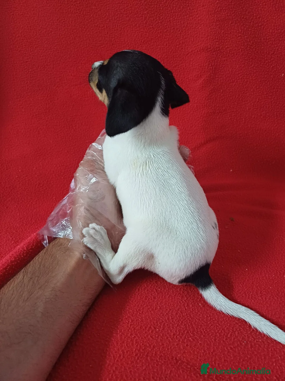Ratonero Bodeguero Andaluz perros en venta: Bodeguero Andaluz  - Anuncio 3