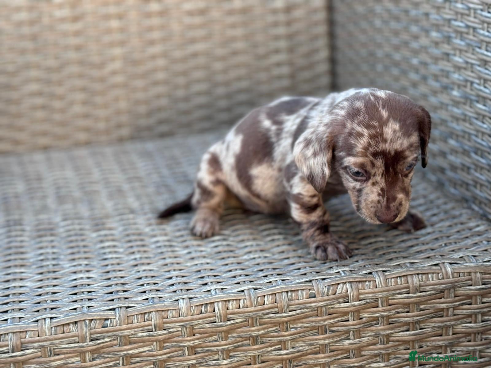 Teckel Miniatura perros Teckel mini puppy  - Anuncio 2