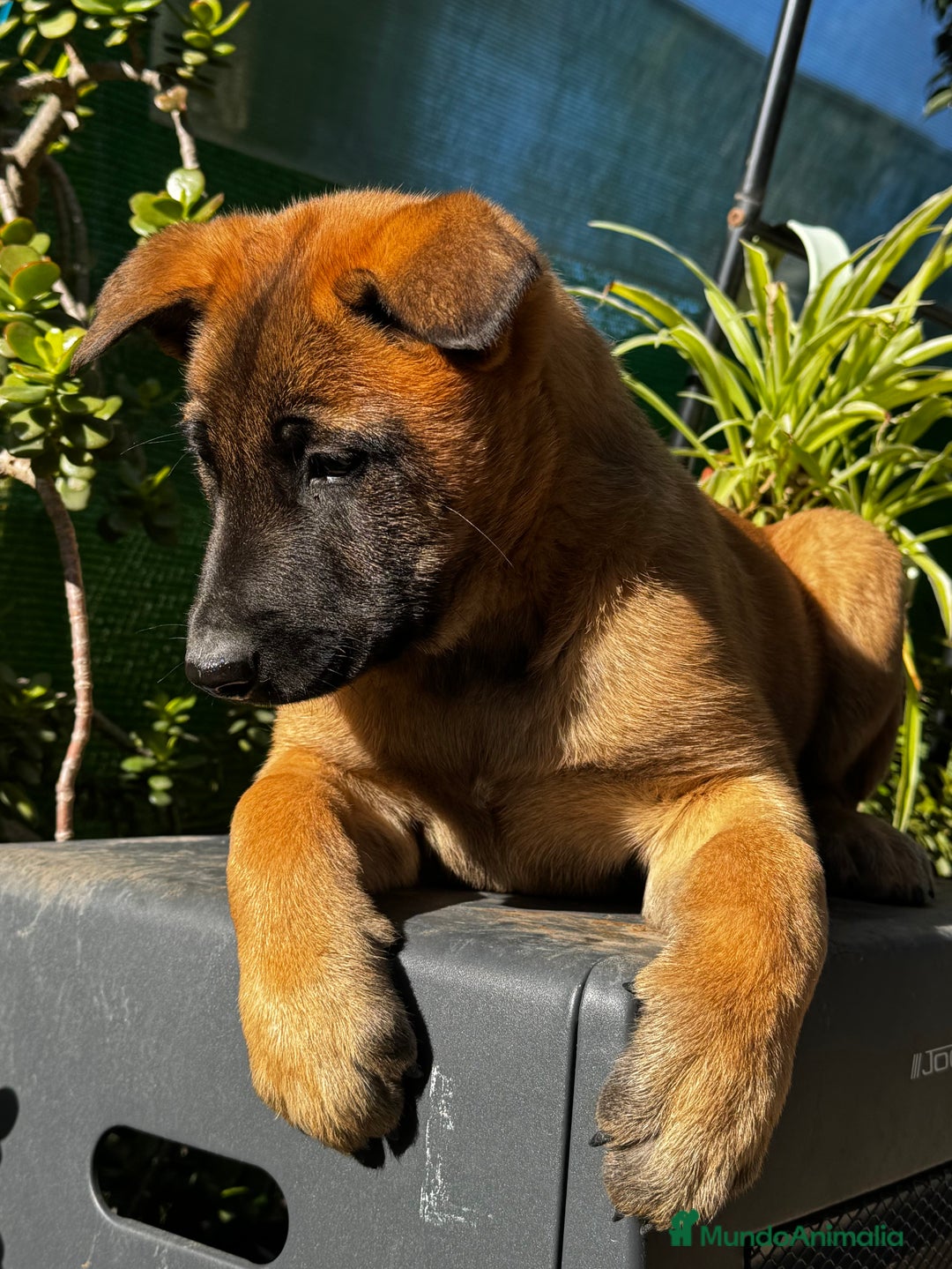 Pastor Belga Malinois perros en venta: Pastor Belga Malinois - Anuncio 20