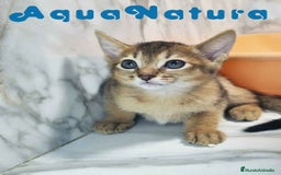 Abisinio gatos en venta:  Abisinio Macho de Mia 7907 AQUANATURA - Imagen 5
