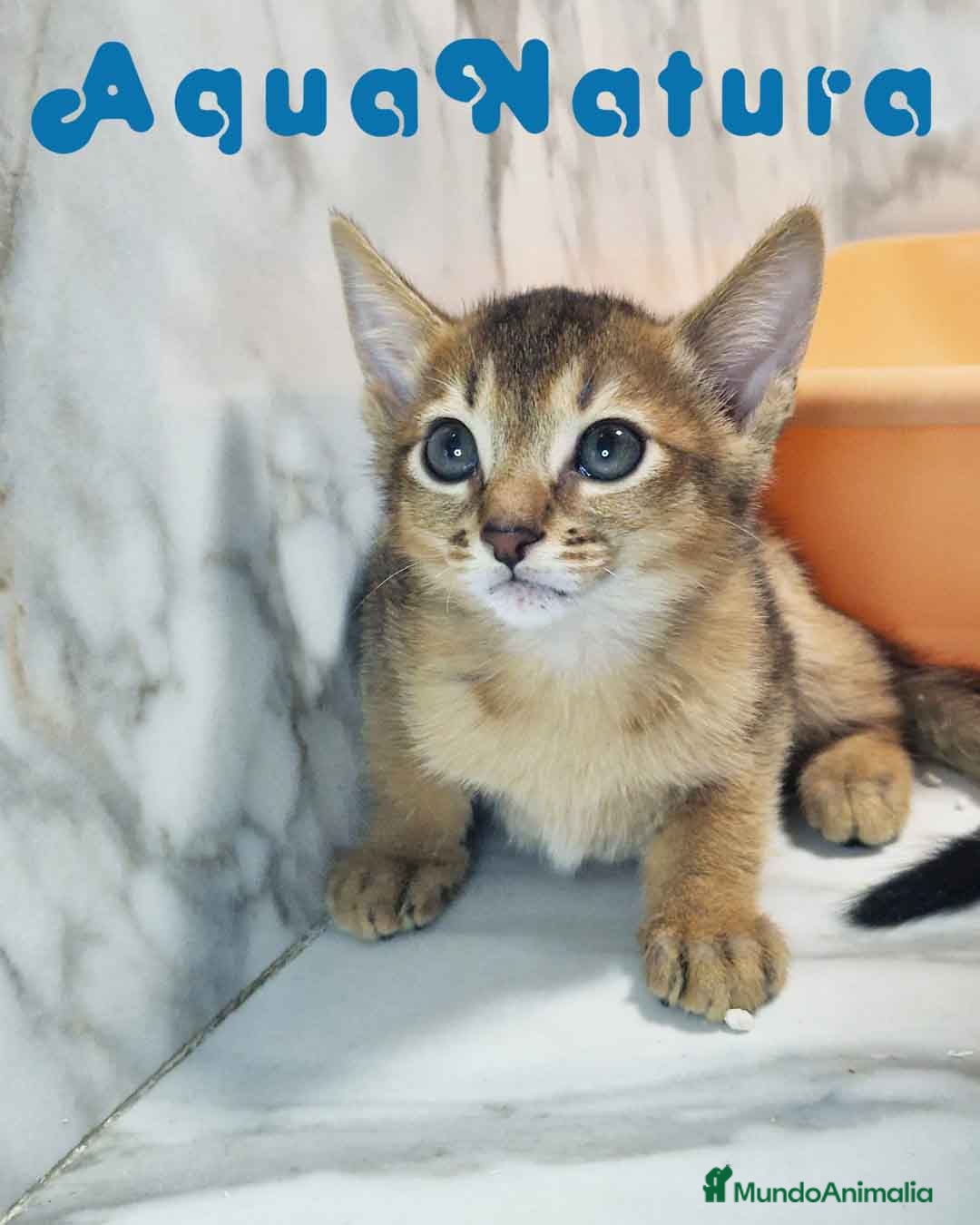 Abisinio gatos en venta:  Abisinio Macho de Mia 7907 AQUANATURA - Imagen 5