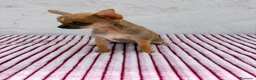 Chihuahua perros en venta: Chihuahua toy hembra  - Anuncio 8