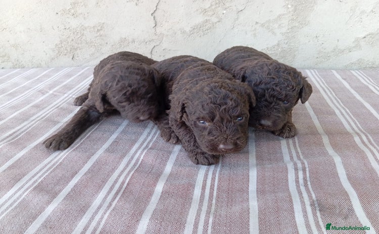 Perro de Agua Español perros - Anuncio 1