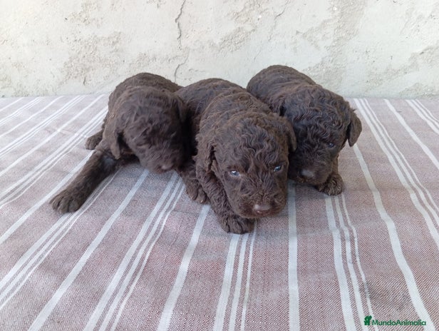 Perro de Agua Español perros - Anuncio 1