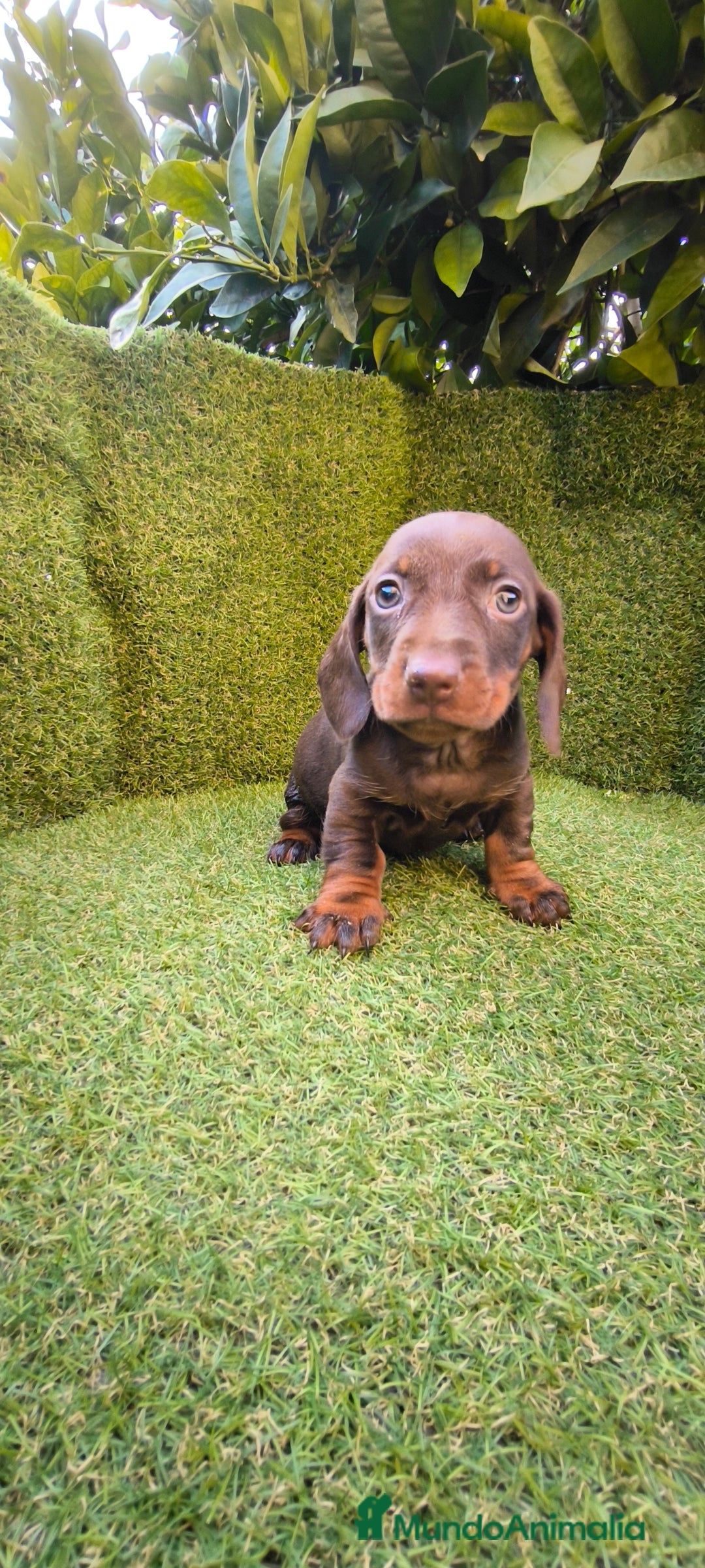 Teckel Miniatura perros en venta: camada de teckel miniatura varios colores  - Anuncio 6