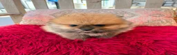 Pomerania perros en venta: Lulú pomerania toy - Anuncio 3