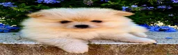 Pomerania perros en venta: Cachorros Pomerania criados en ambiente familiar  - Anuncio 3