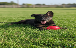 Pastor Alemán perros en venta: Cachorros de pastor alemán negro calzado - Imagen 1