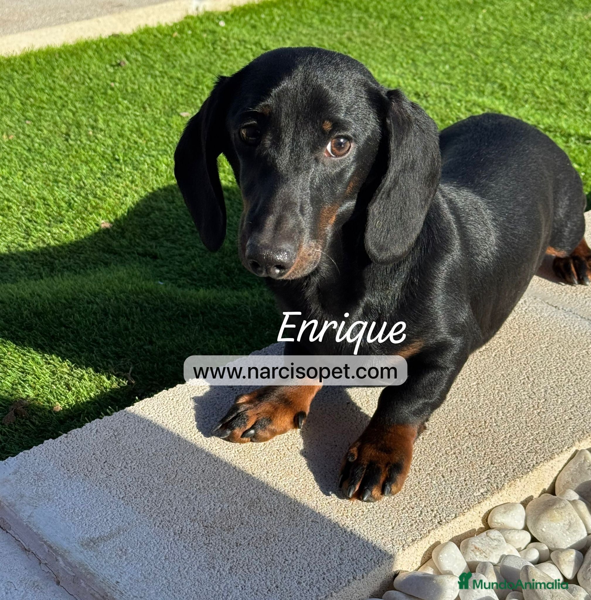 Teckel Miniatura perros TECKEL 4 MESES MACHO - Anuncio 3