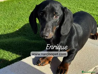 Teckel Miniatura perros TECKEL 4 MESES MACHO - Anuncio 3