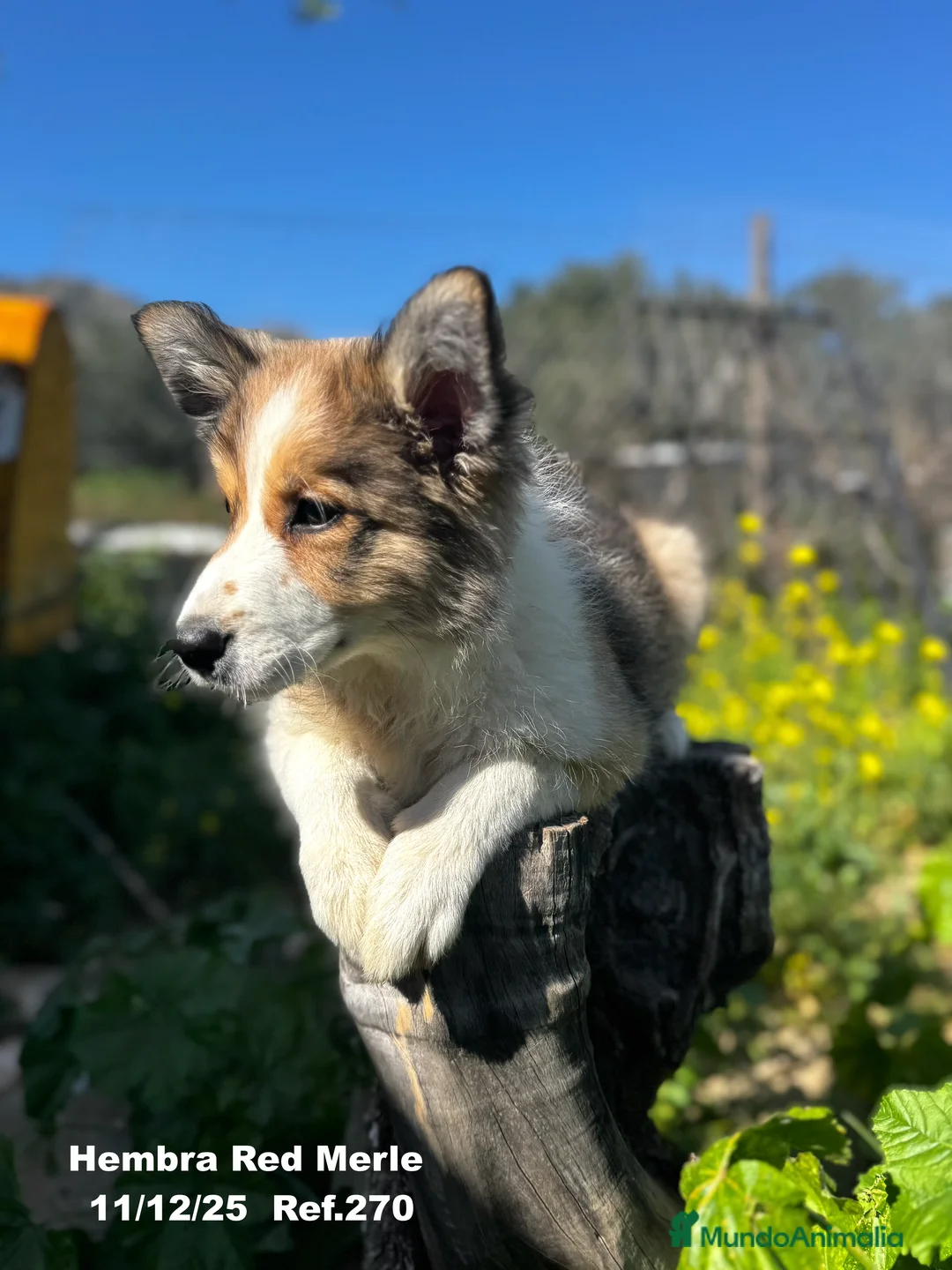 Border Collie perros en venta: Border Collie De Villa Biznaga - Anuncio 7