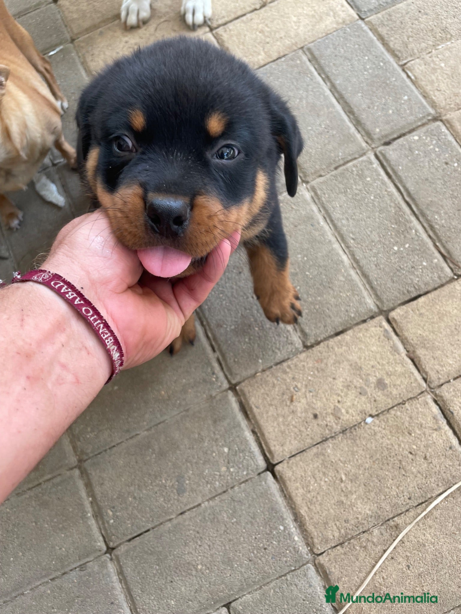 Rottweiler perros Rottweiler cachorro - Anuncio 1