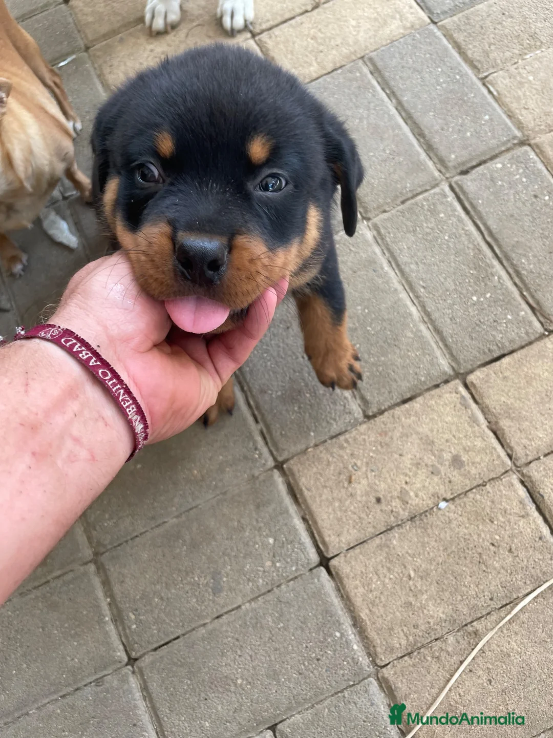 Rottweiler perros en venta: Rottweiler cachorro - Anuncio 1