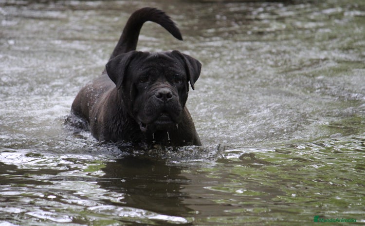 Cane Corso perros Preciosa camada de Cane Corso  - Anuncio 1