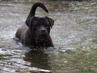 Cane Corso perros Preciosa camada de Cane Corso - Anuncio 1