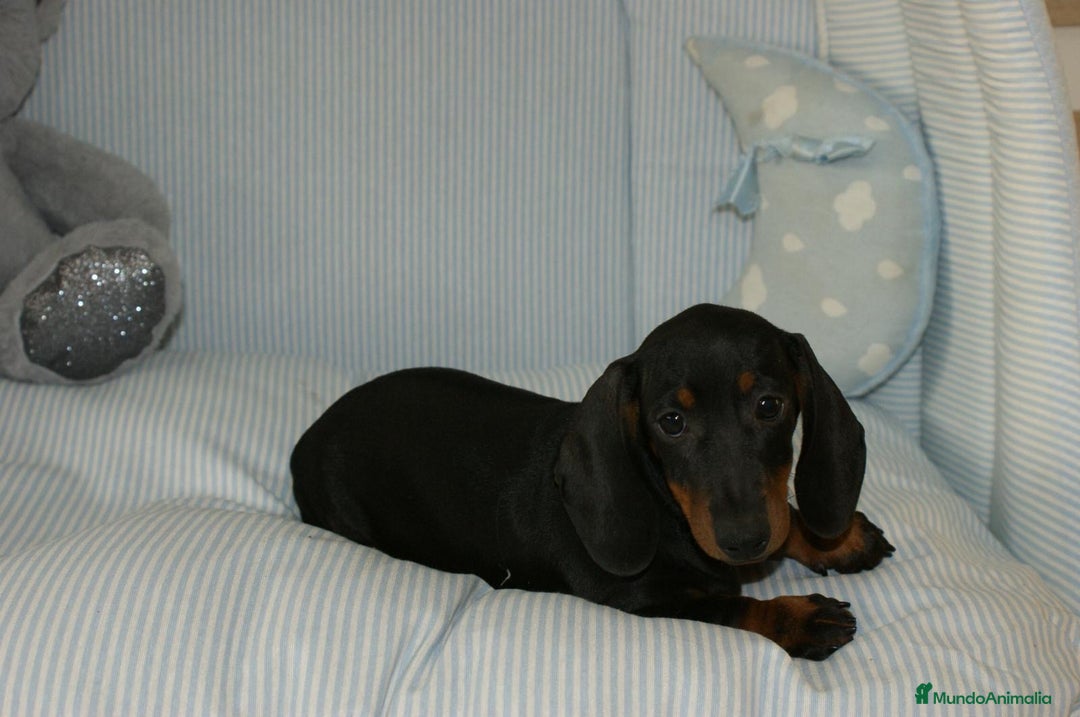 Teckel perros en venta: TECKEK KANINCHEN N/F - Anuncio 2