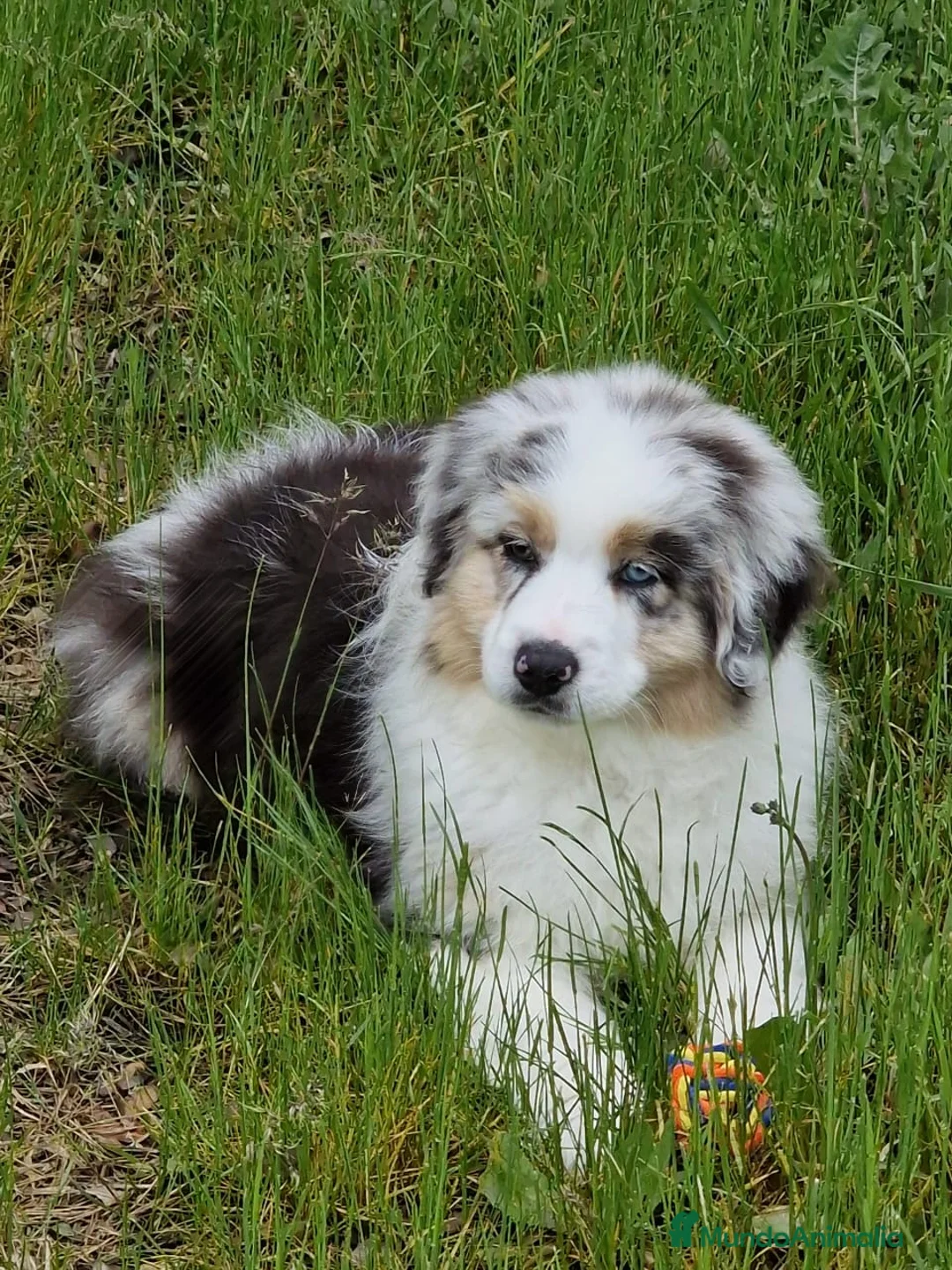 Imagen de galería {{count}}