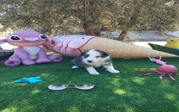 Border Collie perros en venta: Gran Camada de Border Collie - Imagen 11