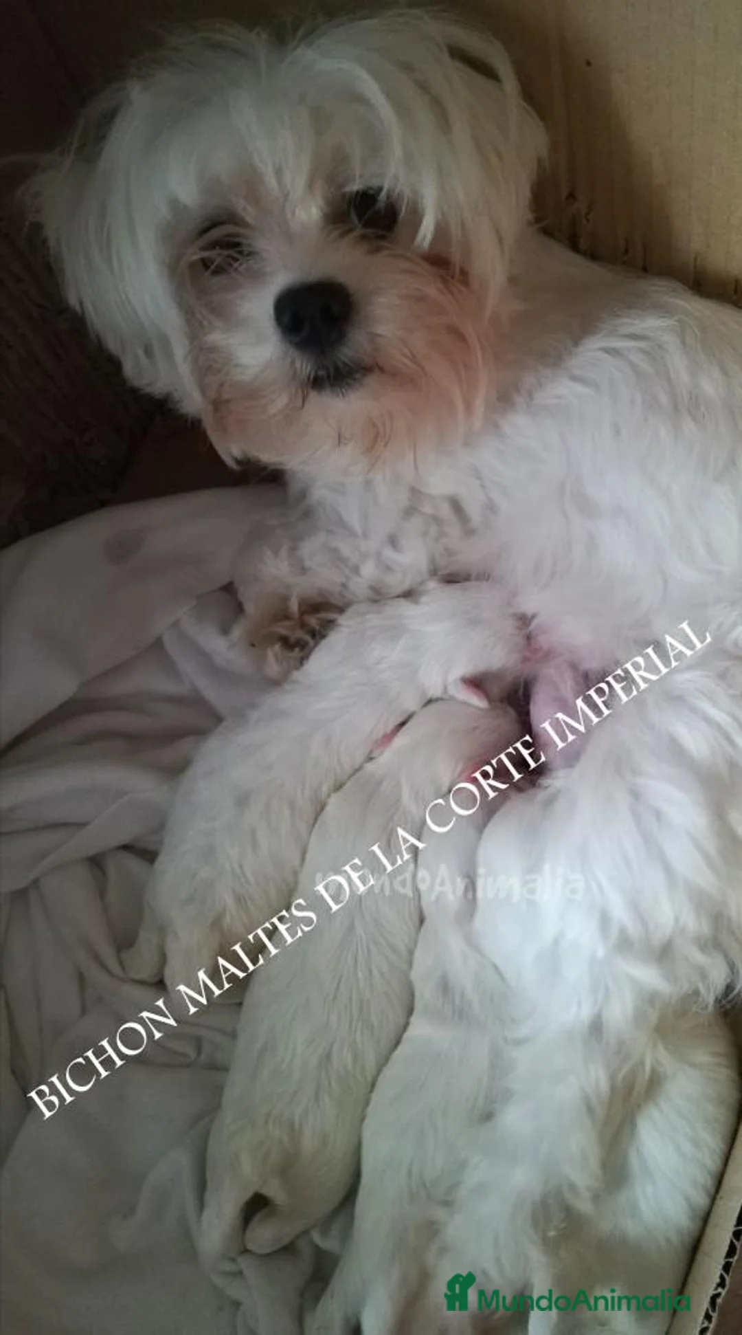 Imagen de galería {{count}}