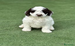 Perro de Agua Español perros en venta: Cacorros perro de ahua español - Imagen 3