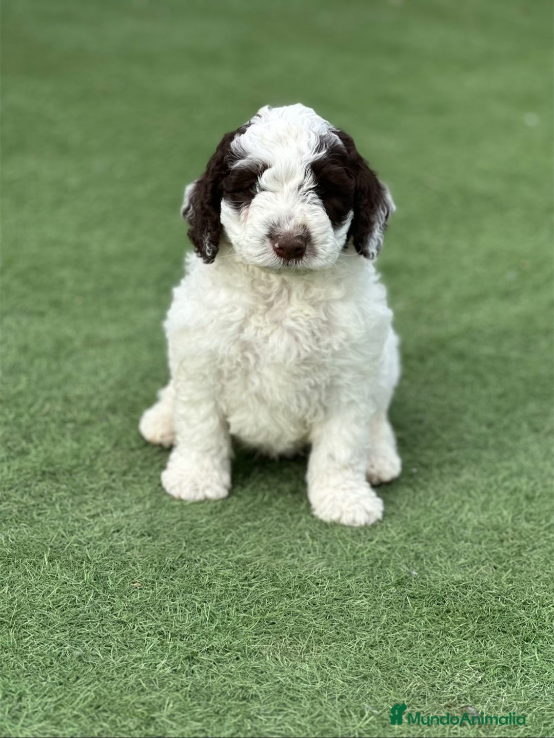 Perro de Agua Español perros en venta: Cacorros perro de ahua español - Imagen 3